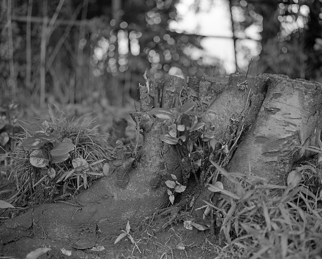 Fresh leaves from the stump