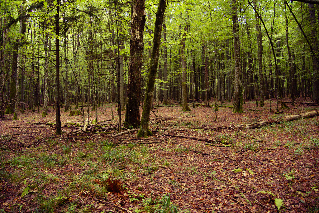 Białowieża forest