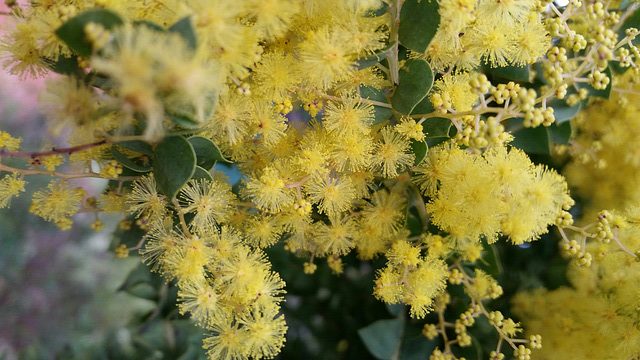 Acacia species