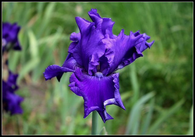 Indigo Princess (6)