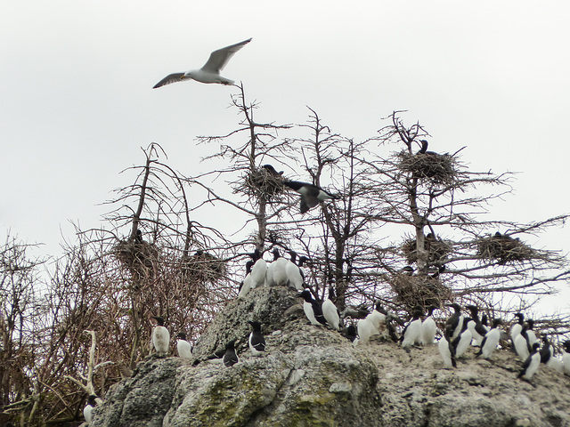 Day 11, Double-crested Cormorants nesting