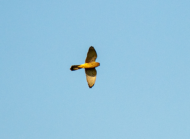 Kestrel
