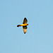 Kestrel