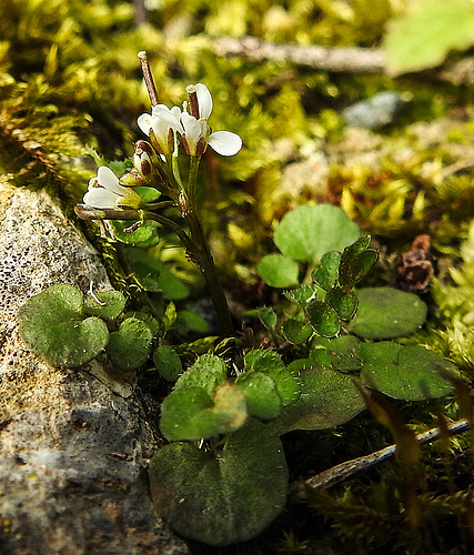 20200315 6774CPw [D~LIP] Viermänniges Schaumkraut (Cardamine hirsuta), UWZ, Bad Salzuflen