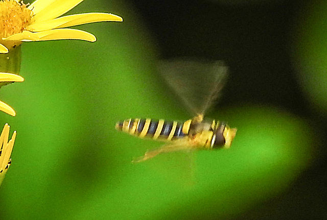20210725 1950CPw [D~LIP] Langbauchschwebfliege (Sphaerophoria scripta) [w], [Stiftschwebfliege], Bad Salzuflen