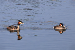 EOS 6D Peter Harriman 08 53 06 76856 greatCrestedGrebe dpp