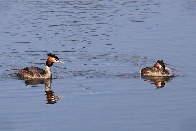 EOS 6D Peter Harriman 08 53 06 76856 greatCrestedGrebe dpp