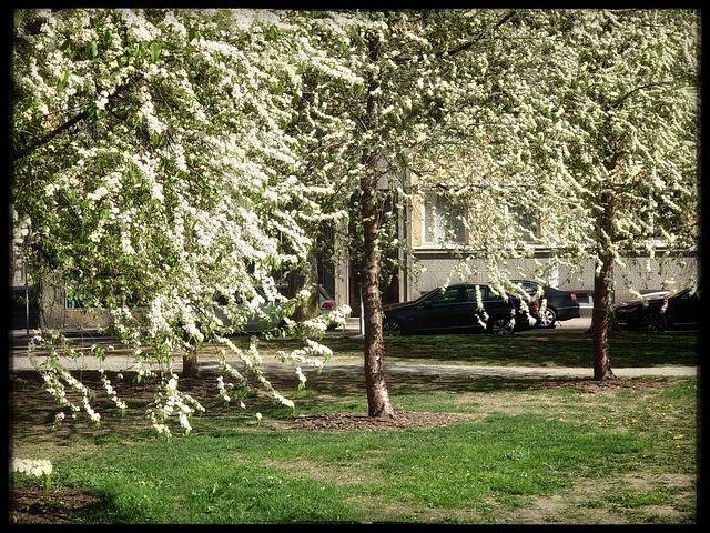 Prunus maackii