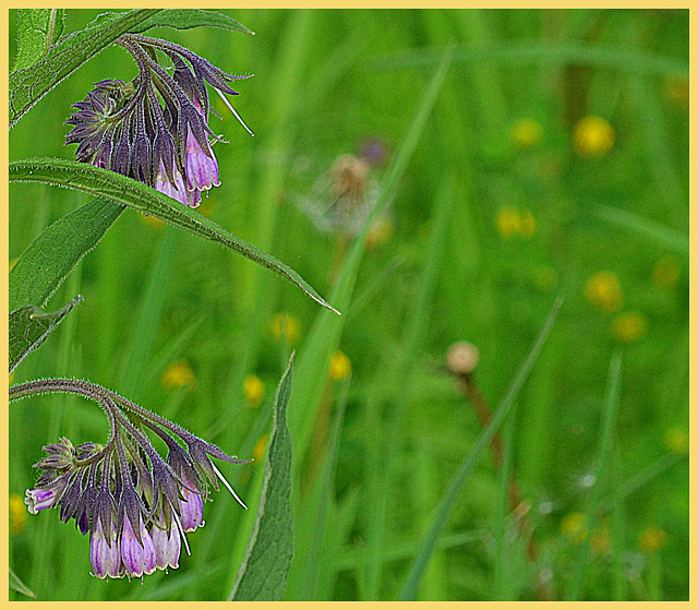 Symphytum azureum(Smeerwortel)