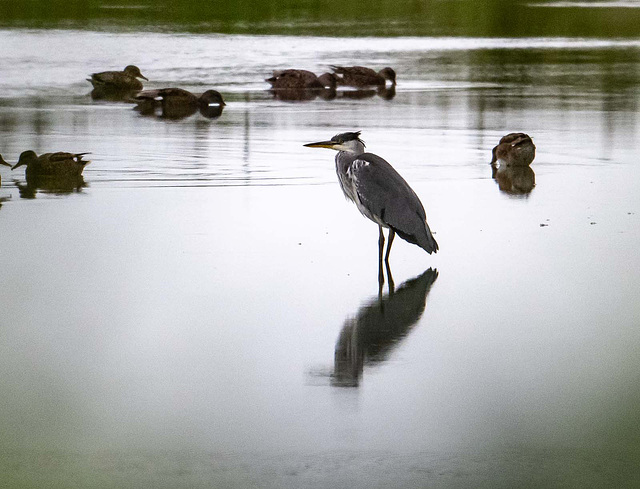 Grey heron