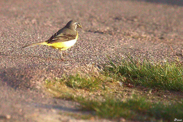 Bergeronnette des ruisseaux