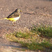 Bergeronnette des ruisseaux
