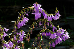 Campanule