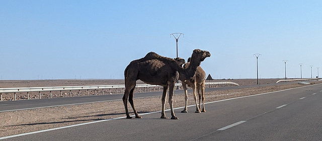 Belle rencontre dépaysante dans le Sahara occidental