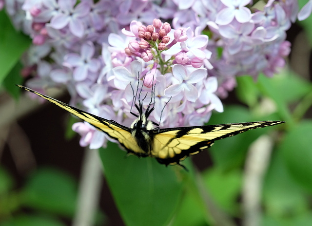 Tiger swallowtail has lunch