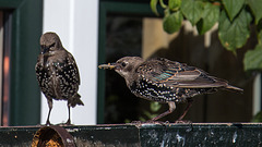 20140908 4884VRAw [NL] Star (Sturnus vulgaris), Terschelling