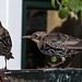 20140908 4884VRAw [NL] Star (Sturnus vulgaris), Terschelling