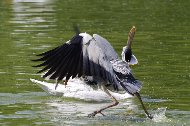 parc des oiseaux Villars les Dombes