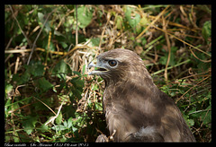 Buse variable DSC01432