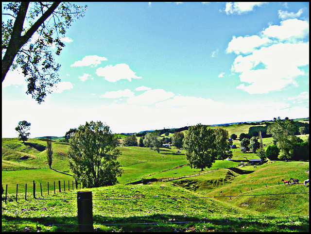 Trees and farmland