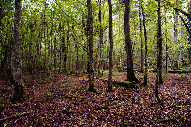 Białowieża forest