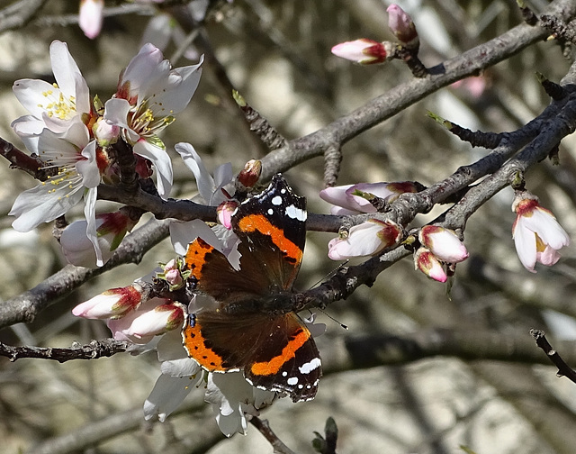 ...amandier et vulcain :le printemps approche...