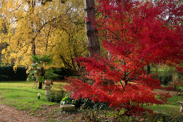 Les couleurs de l'automne comme on aime .