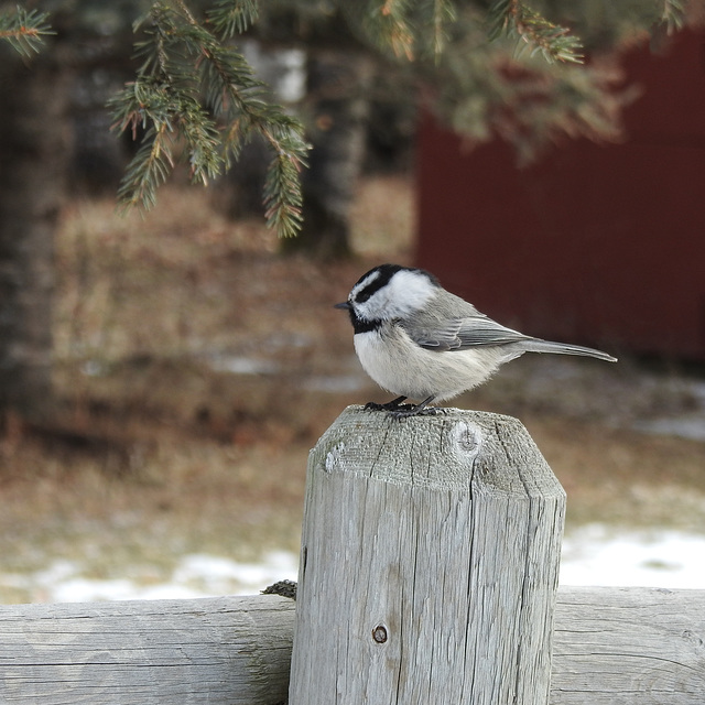 Mountain Chickadee