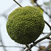 Fruit d'un oranger des Osages, Parc des Oiseaux = Parc ornithologique des Dombes, Villars-les-Dombes (Ain, France)