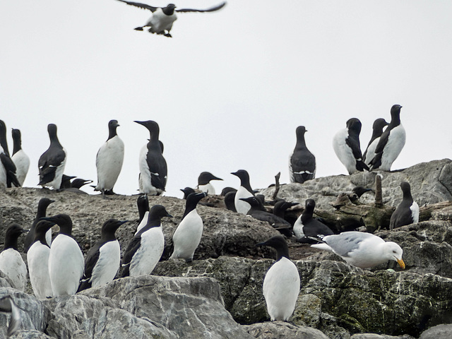 Day 11, Common Murres and Razorbills