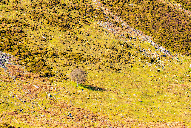 Welsh landscape, a lonely tree