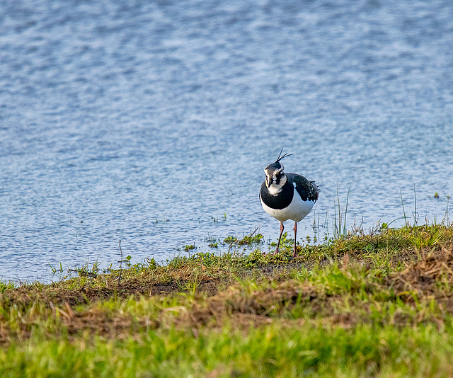 Lapwing