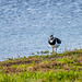 Lapwing