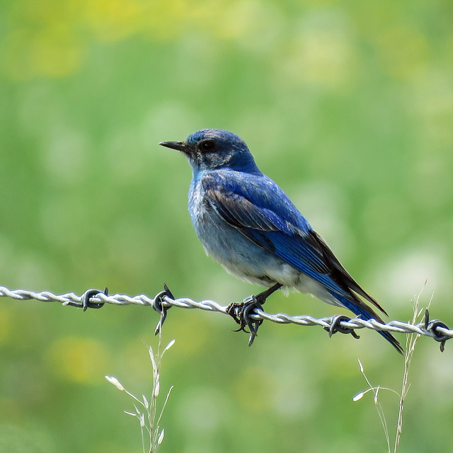 Mountain Bluebird