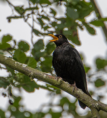 A singing blackbird2