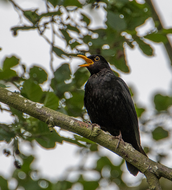 A singing blackbird2