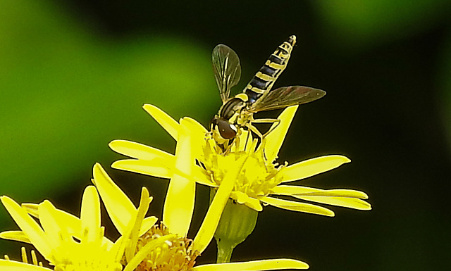 20210725 1951CPw [D~LIP] Langbauchschwebfliege (Sphaerophoria scripta) [w], [Stiftschwebfliege], Jakobs-Greiskraut (Jacobaea vulgaris), Bad Salzuflen
