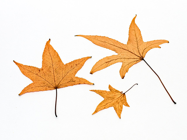 Dried Leaves