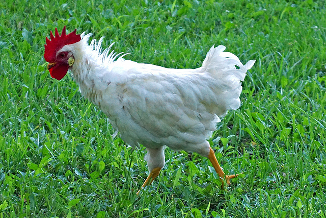 Why Did The Chicken Cross My Back Yard?