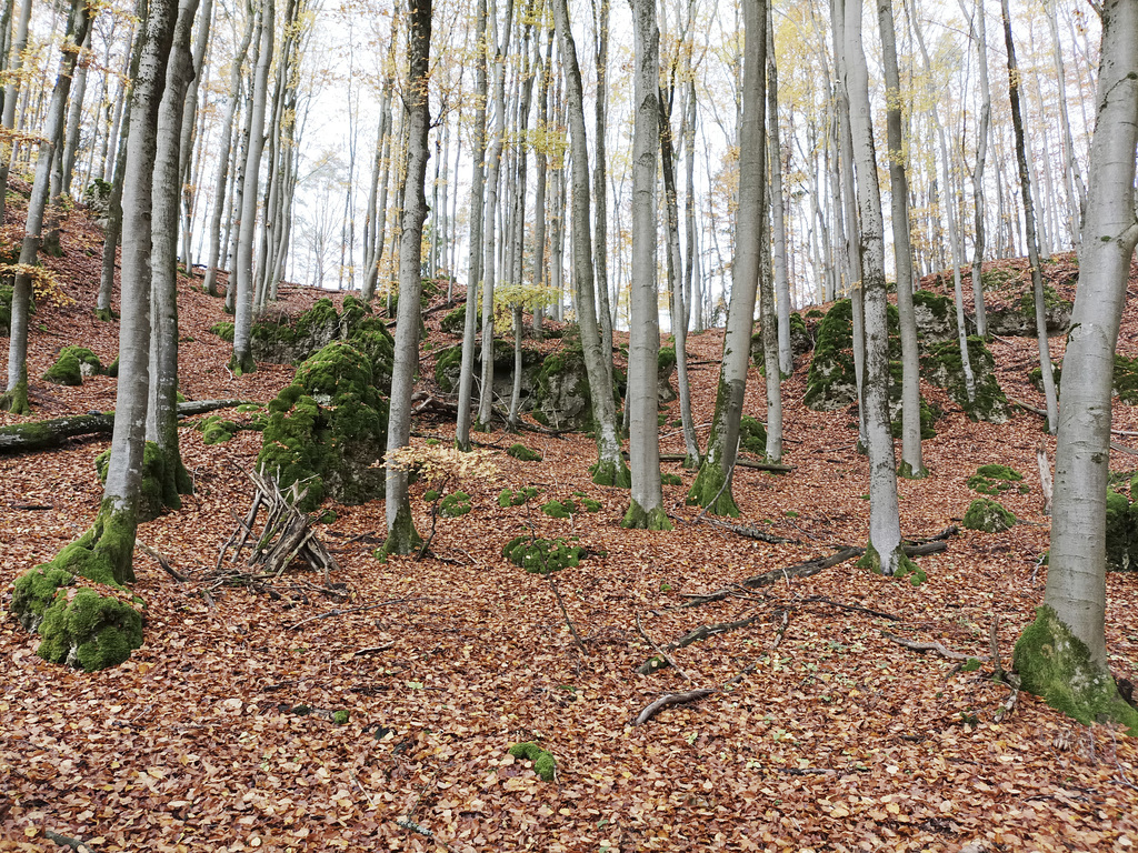 Fränkischer Jakobsweg: Betzenstein - Gräfenberg