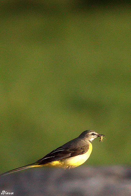 Bergeronnette des ruisseaux