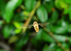 Hovering Hoverfly