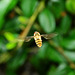 Hovering Hoverfly