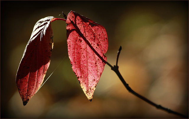 Feuilles d'automne