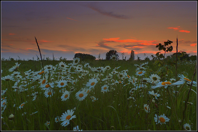 Chysanthemum Leucanthemum Sunset