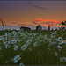 Chysanthemum Leucanthemum Sunset