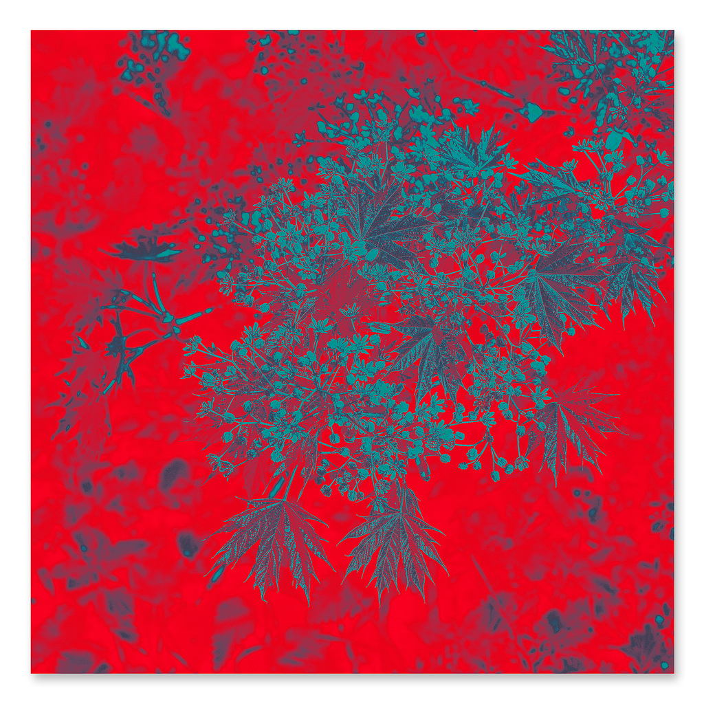 Palmate leaves with red cyan grad