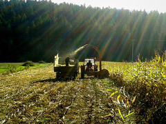 #16 - Petar Bojić - Harvest - 28 ̊ 0v