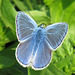 Modraszek ikar - Polyommatus icarus