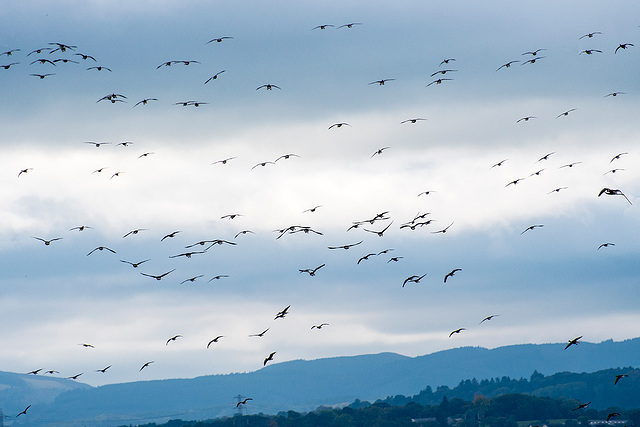 A sky full of geese